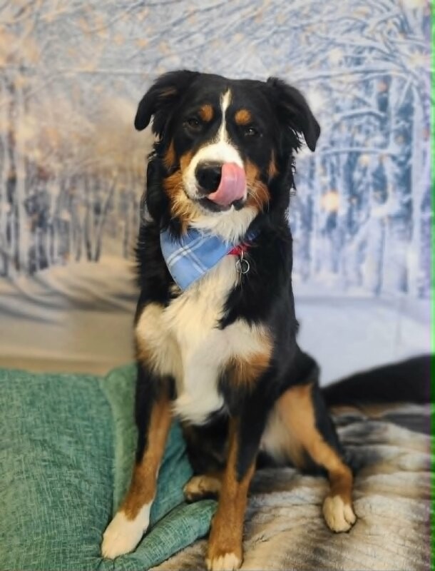 Picture of the Animal Listed